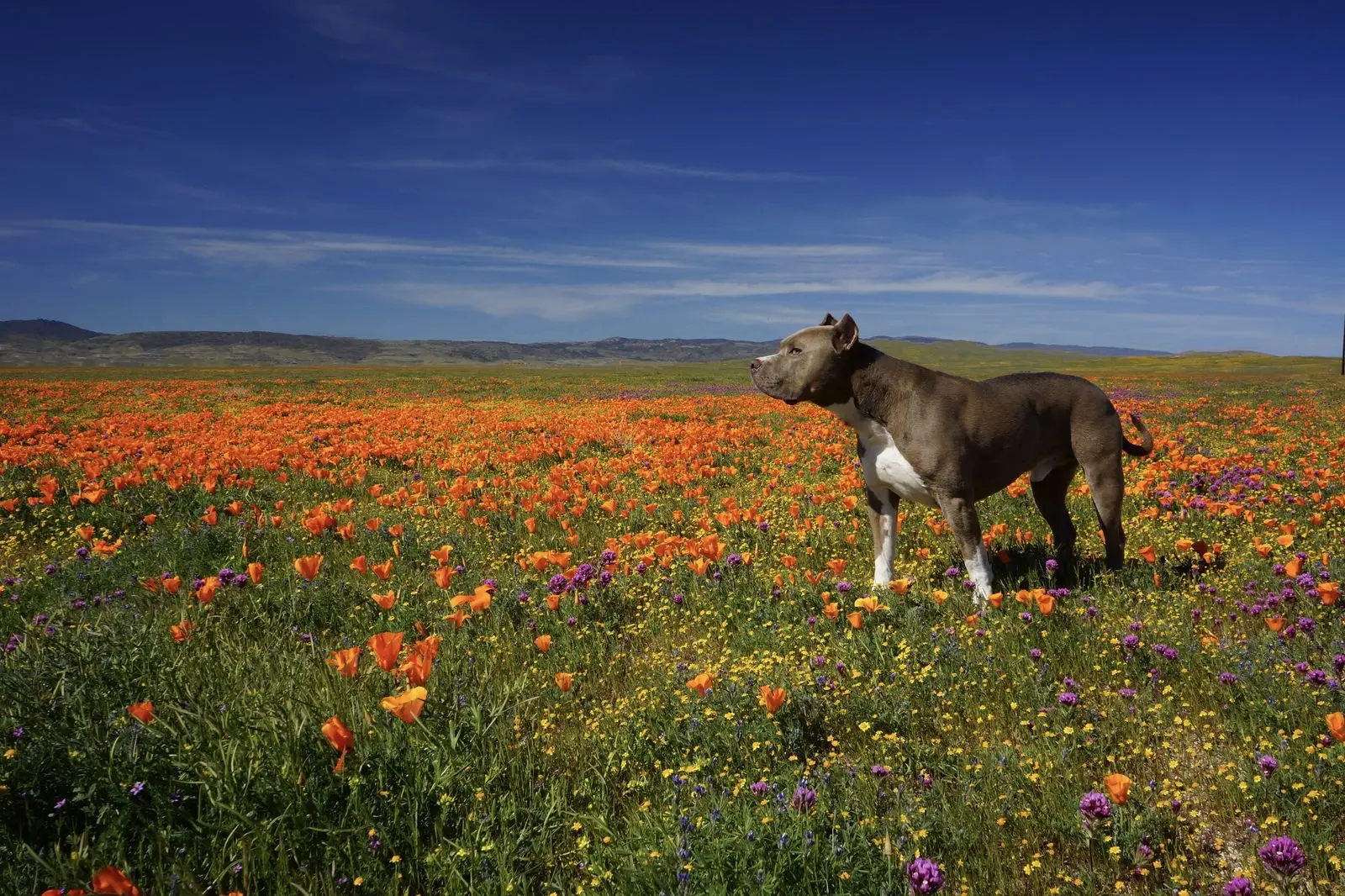 Diesel in a field of poppies