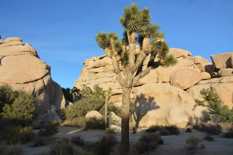 Joshua Tree National Park — photo 7
