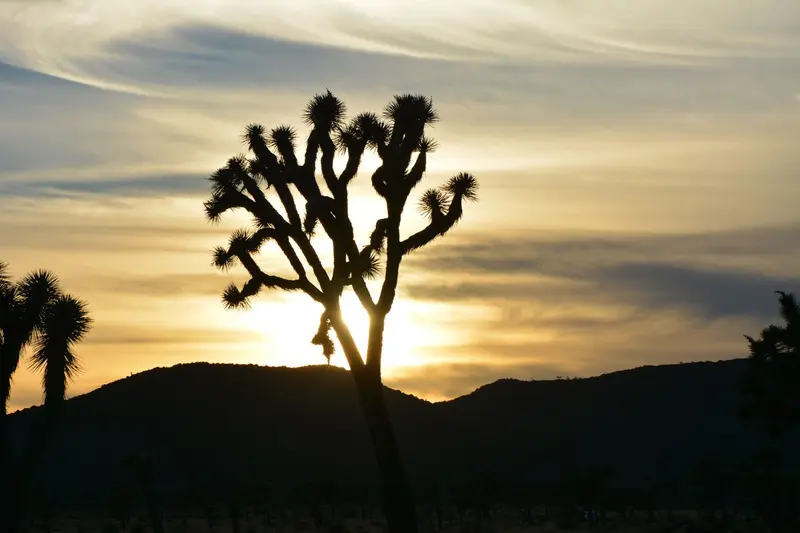 Joshua Tree National Park — photo 9