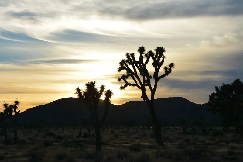 Joshua Tree National Park — photo 10