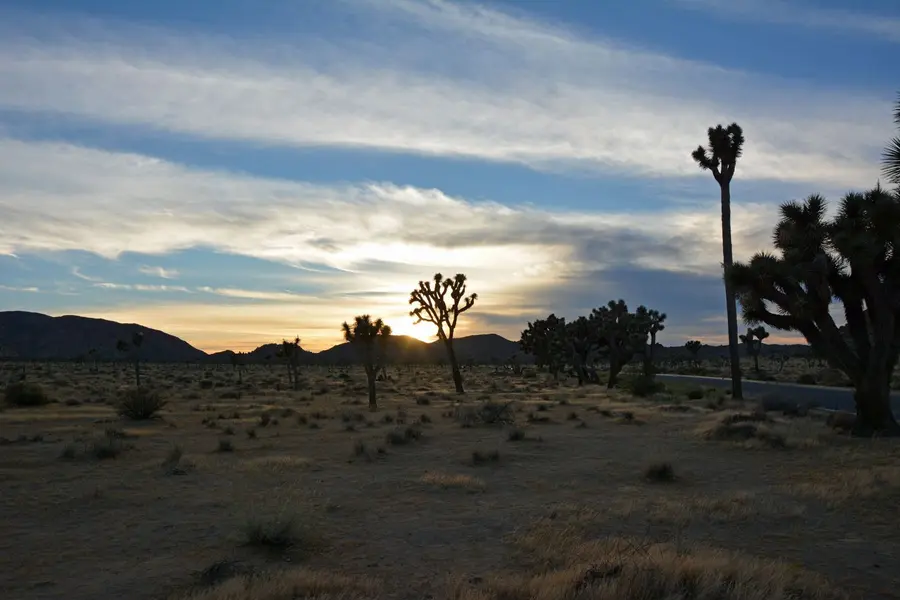 Joshua Tree National Park