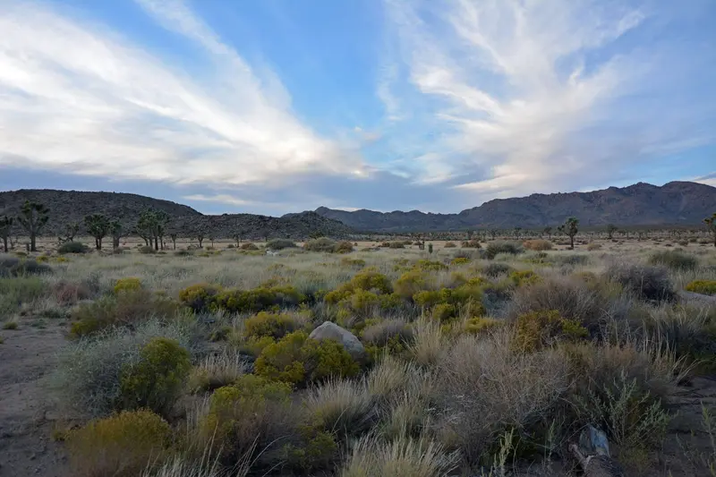 Joshua Tree National Park — photo 12