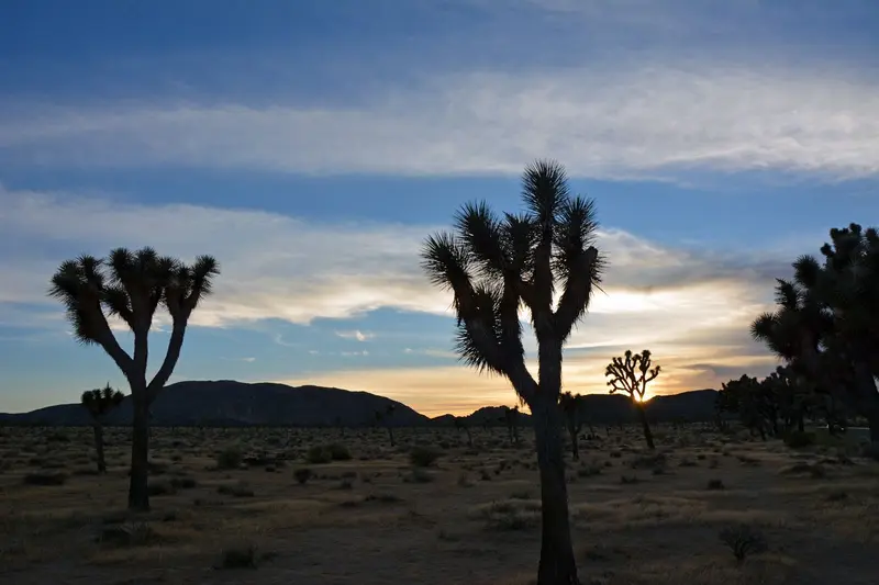Joshua Tree National Park — photo 13