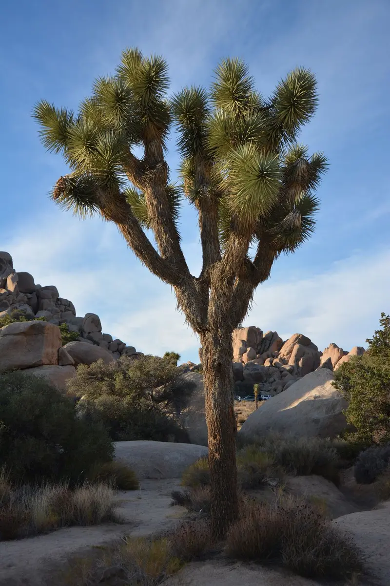 Joshua Tree National Park — photo 14