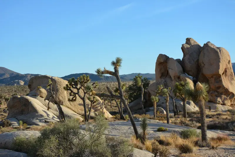 Joshua Tree National Park — photo 15
