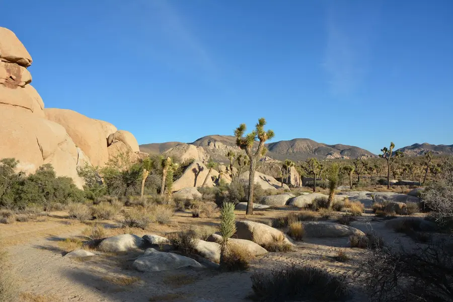 Joshua Tree National Park