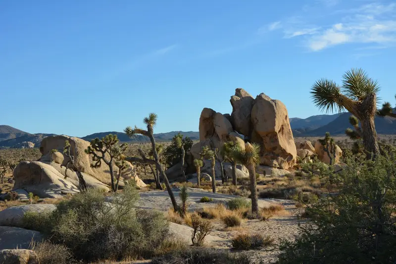 Joshua Tree National Park — photo 17