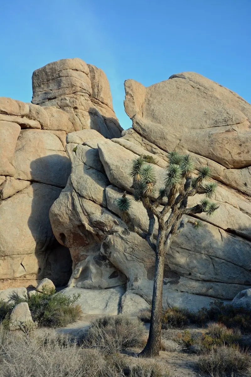Joshua Tree National Park — photo 19